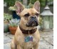 Epoksi Çoklu Tasma Kalıbı Kemik Tasma Kalıbı Köpek Tasma Kalıbı Silikon 4.1x2.5cm