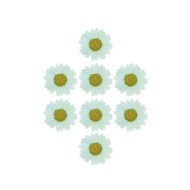 Kurutulmuş Papatya Açık Turkuaz 8 Adet