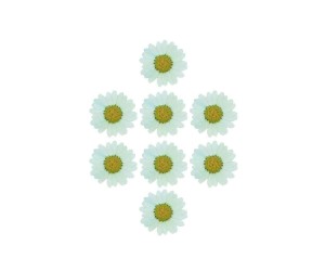 Kurutulmuş Papatya Açık Turkuaz 8 Adet