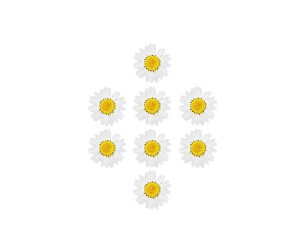 Kurutulmuş Papatya Beyaz 8 Adet