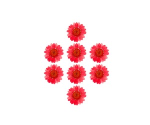 Kurutulmuş Papatya Kırmızı 8 Adet