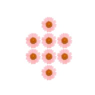 Kurutulmuş Papatya Pembe 8 Adet