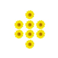 Kurutulmuş Papatya Sarı 8 Adet