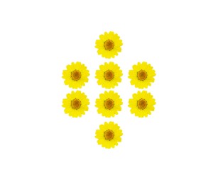 Kurutulmuş Papatya Sarı 8 Adet