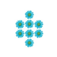 Kurutulmuş Papatya Turkuaz 8 Adet