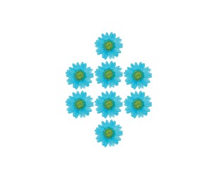 Kurutulmuş Papatya Turkuaz 8 Adet