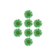 Kurutulmuş Papatya Yeşil 8 Adet