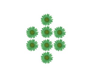 Kurutulmuş Papatya Yeşil 8 Adet