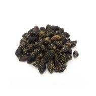 Epoksi Siyah Benekli Deniz Kabuğu 20gr