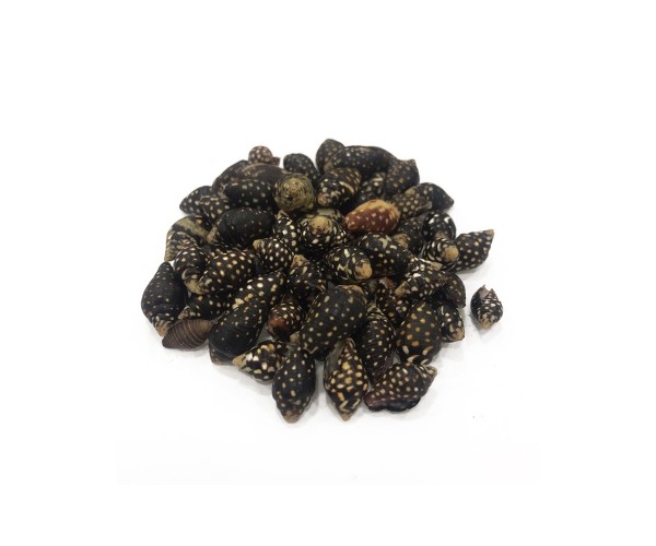 Epoksi Siyah Benekli Deniz Kabuğu 20gr