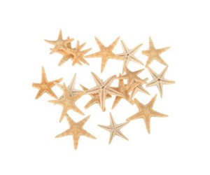 Epoksi Deniz Yıldızı 5 Adet 2.3cm