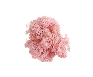 Epoksi Kurutulmuş Yosun Pembe 5gr