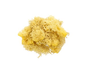 Epoksi Kurutulmuş Yosun Sarı 5gr