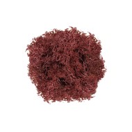 Epoksi Kurutulmuş Yosun Siena 5gr